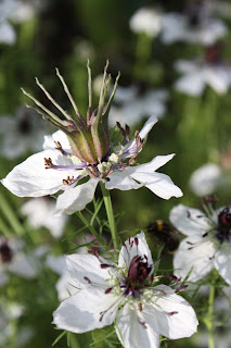 Nigella Papillosa