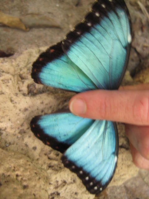 Morpho helenor montezumae