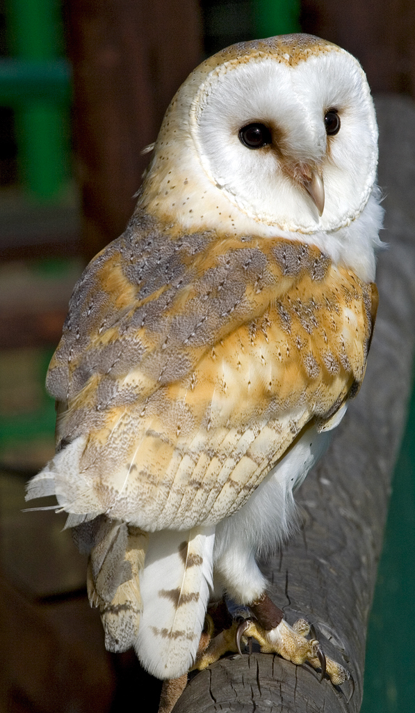 The Goddess Touch Owls