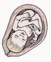 [womb.jpg]