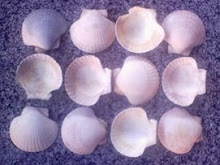 conchas de vieiras naturais