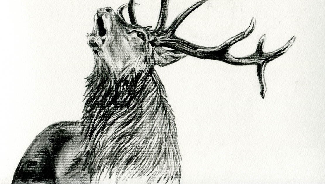 la méthode du crabe... Brâme du cerf