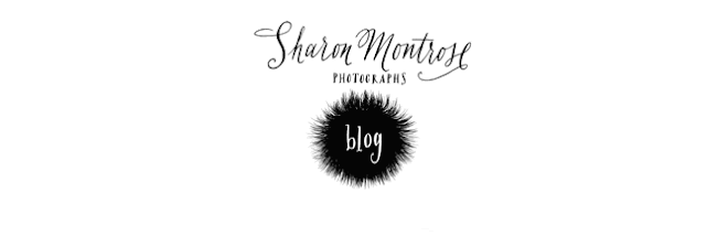 Sharon Montrose - Commercial Animal Photographer, Dog Pictures, Dog Photographer, Pet Photography