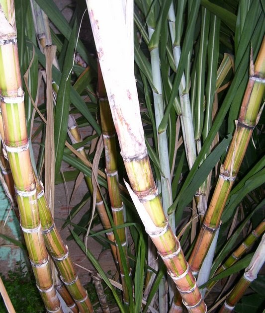 Fotos de Umbanda Estudo Cana caiana
