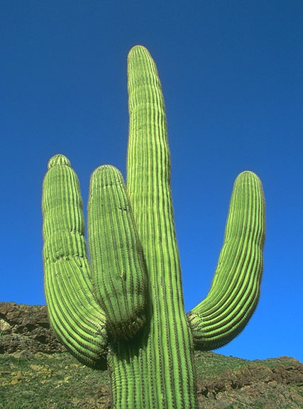 [cactus-montanero.jpg]