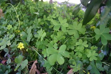 [Shamrocks.jpg]