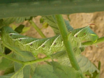 [Hornworm+5.jpg]