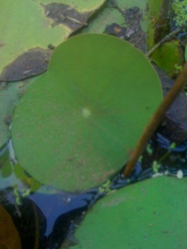 [lotus+3.jpg]