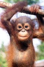 Save the orang utans, one at a time:)