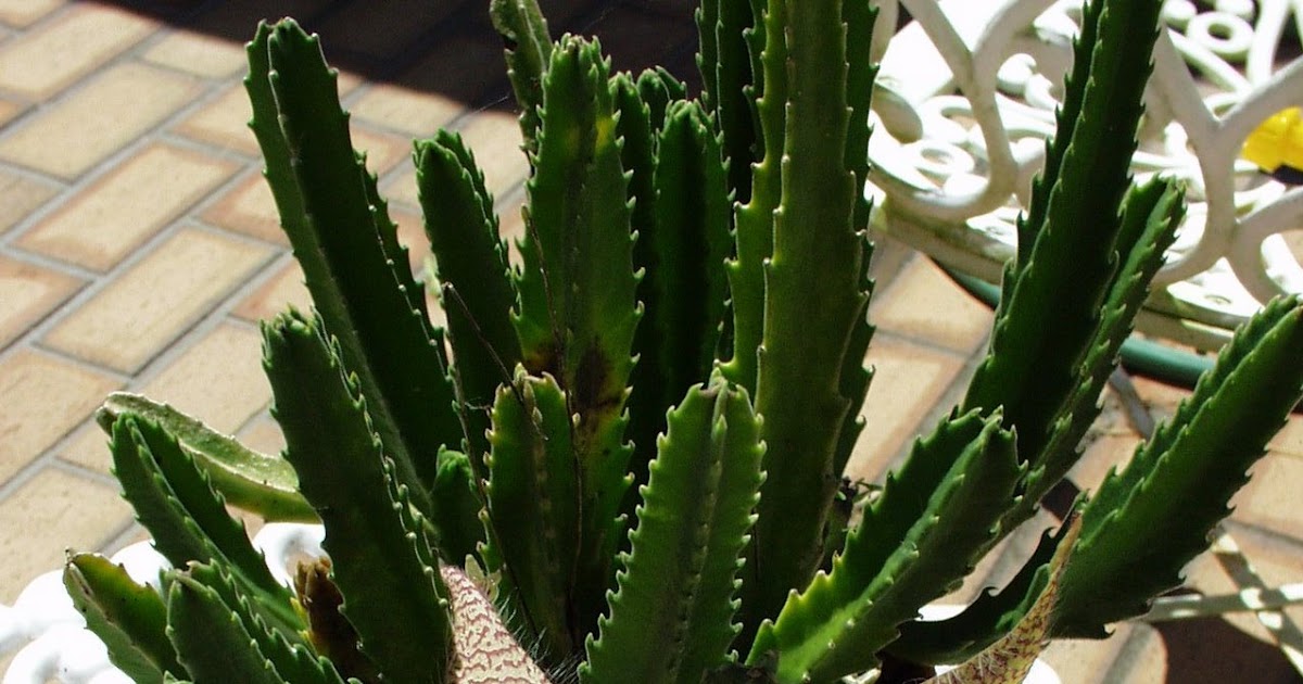 Tom's Green Thumb Starfish Cactus