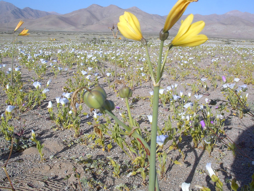Desierto Florido