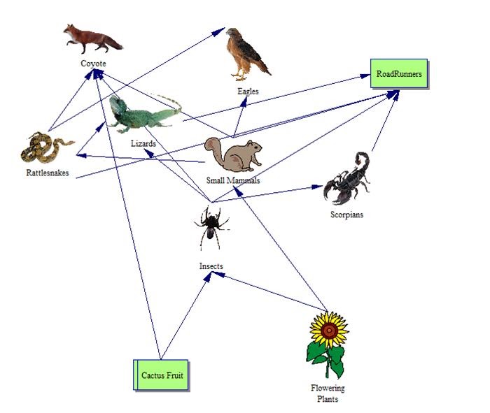 what is food web in detail