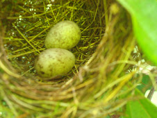 eggs of unknown bird
