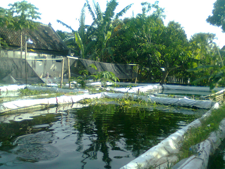 foto salah satu sisi kolam gurami