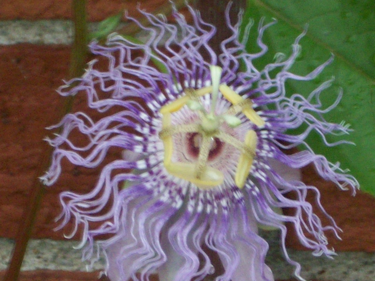 passion plant
