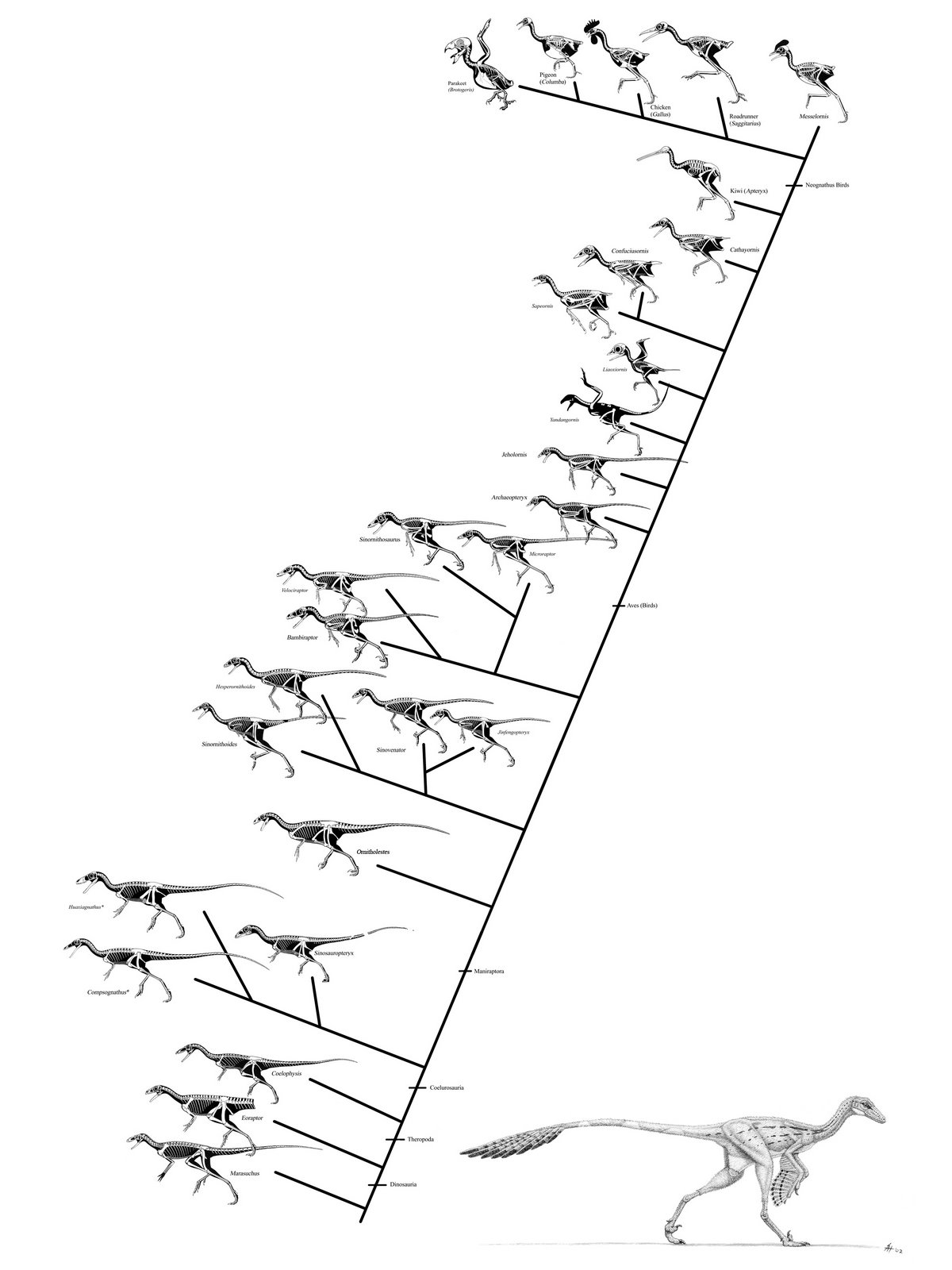 [dino_bird_cladogram.jpg]