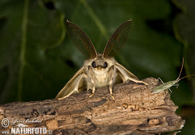 How Many Babies Do Gypsy Moths Have