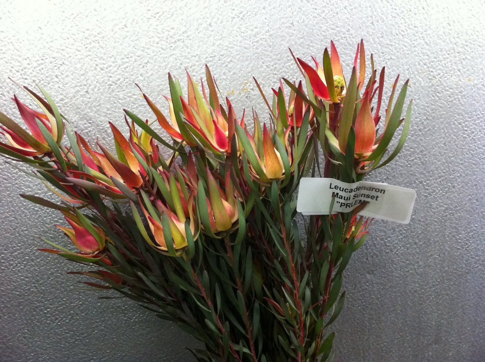 David Powers AIFD Leucadendron Varieties