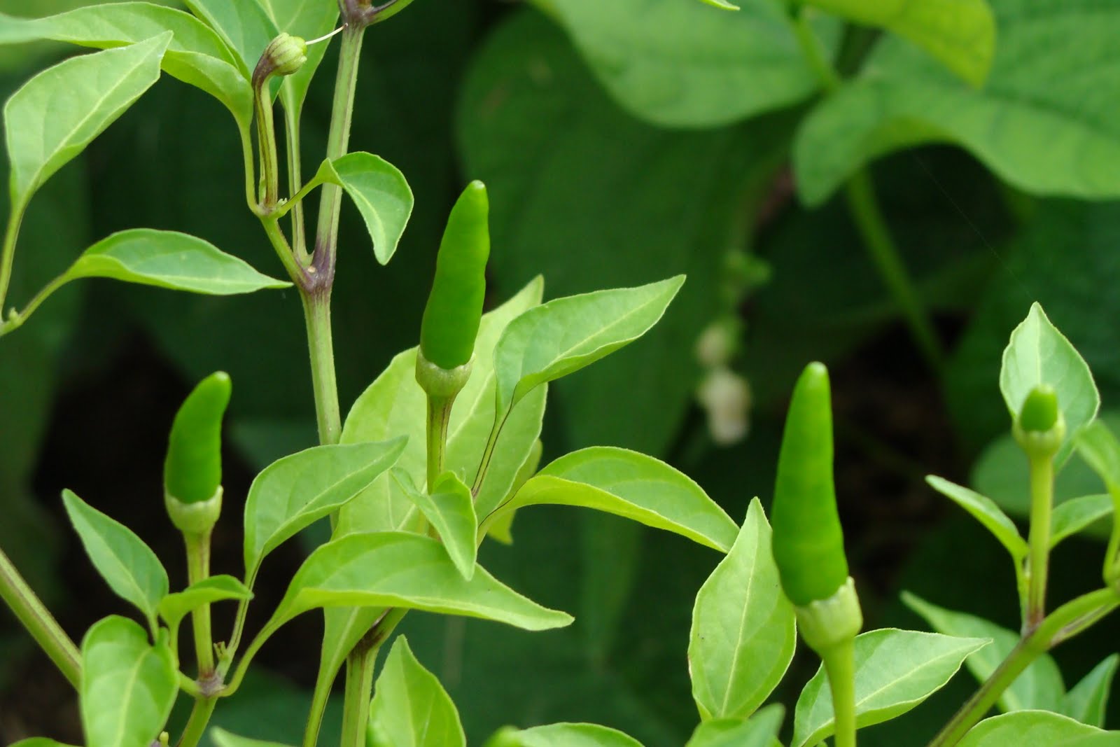 Rooster Spur Pepper