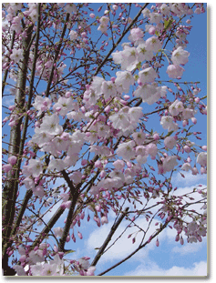[Bothell-Cherry-Tree-In-Spri.gif]