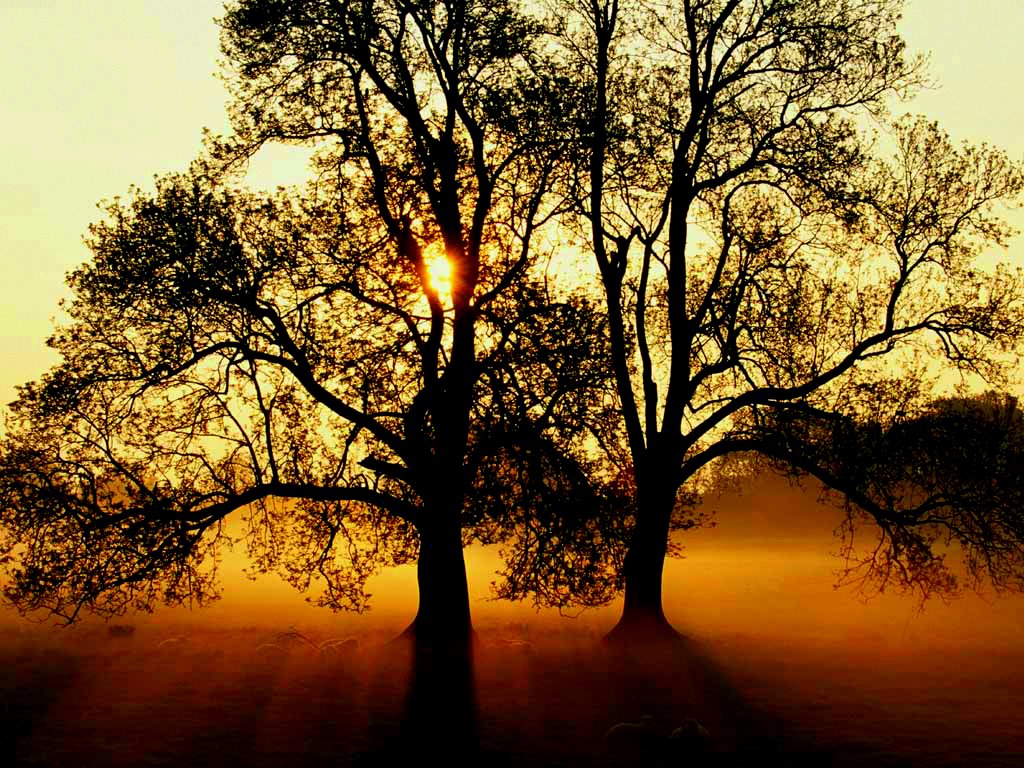 [Trees+through+the+sunrise.jpg]