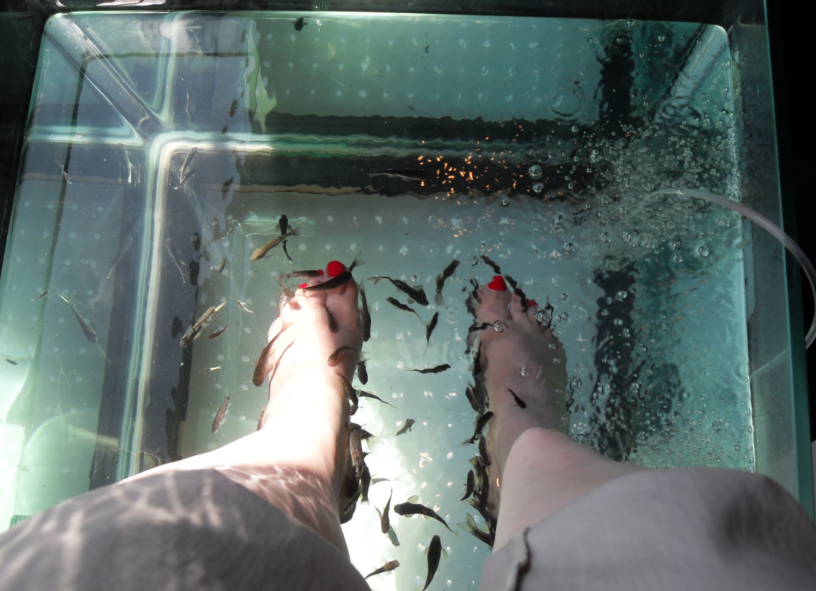 Fish Pedi