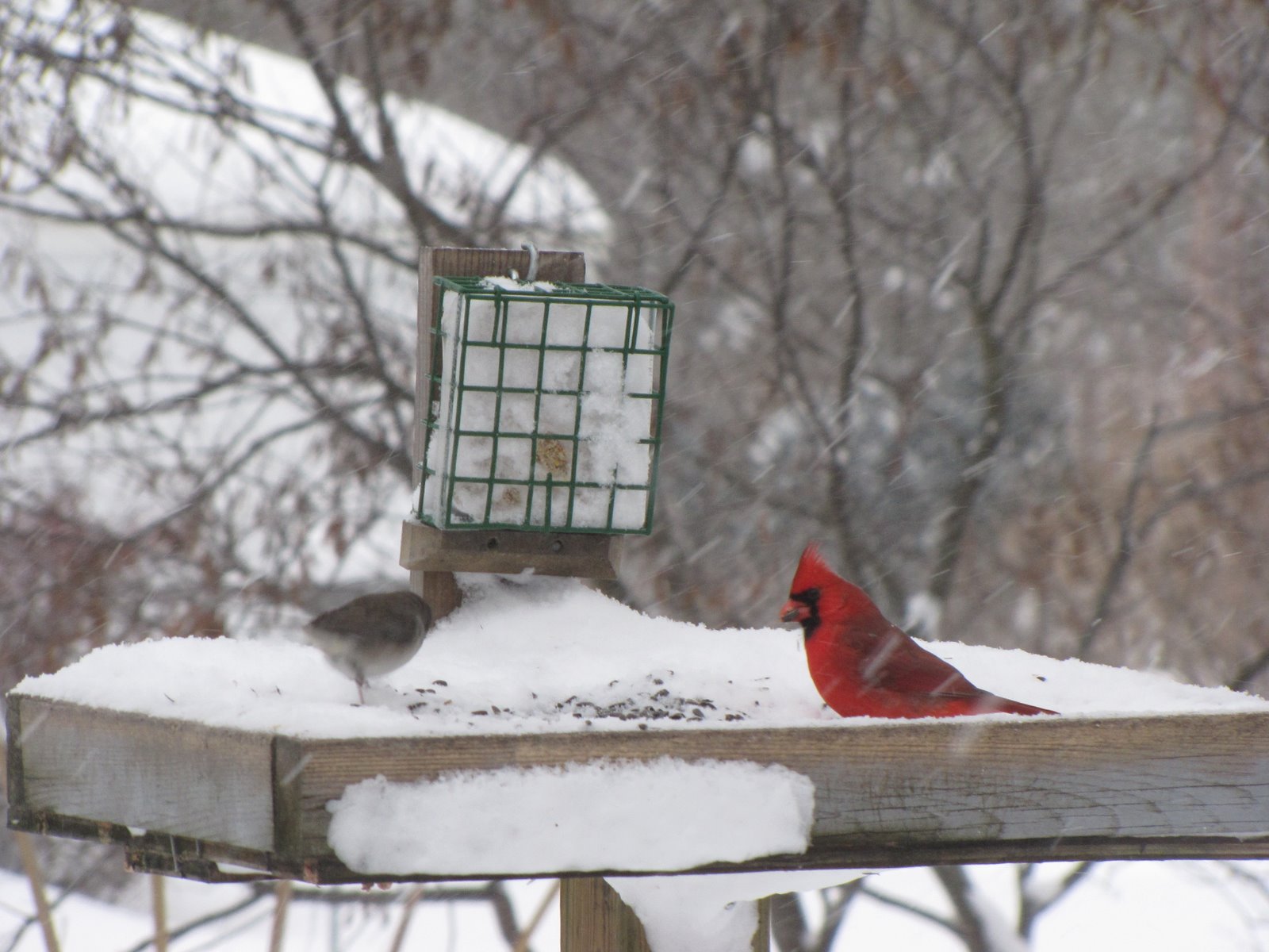 [Winter+Cardinal+at+feeder.JPG]