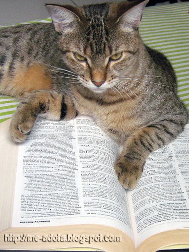 [IMG_4203.jpg]