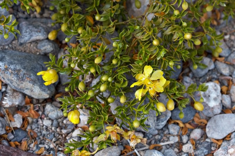 ecolocosUCI611 Larrea tridentata