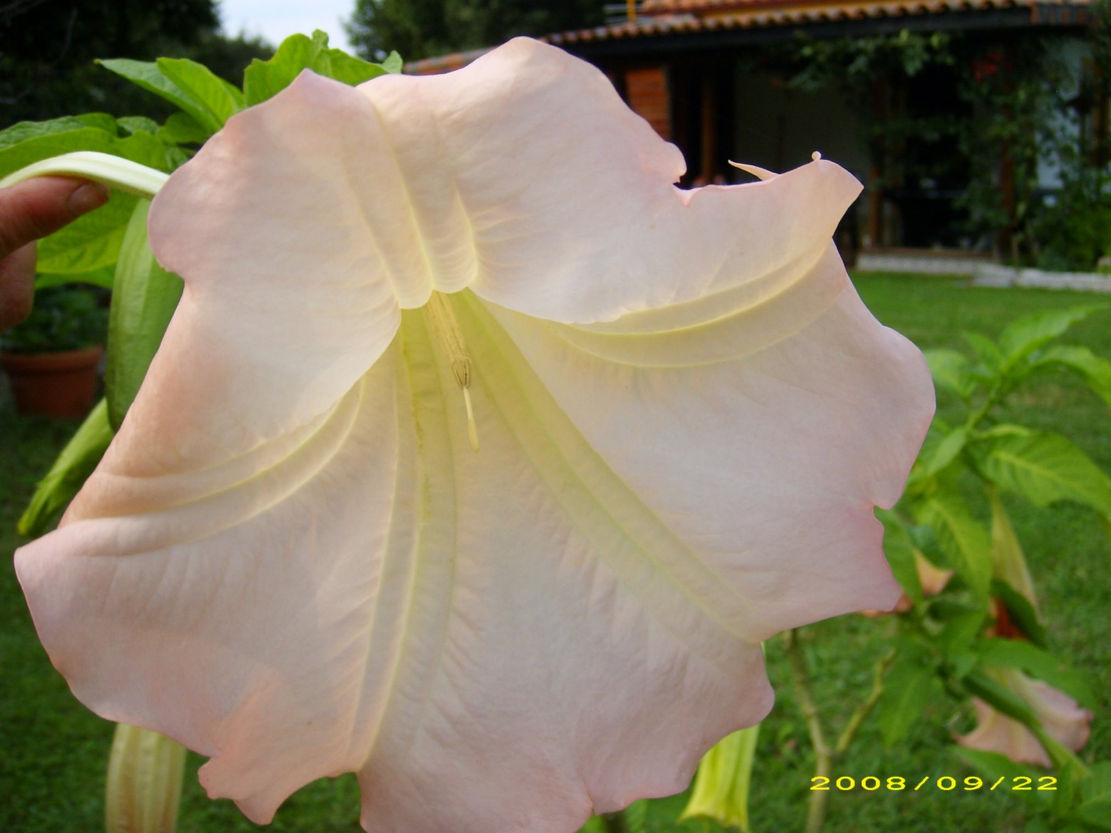 [Datura.JPG]