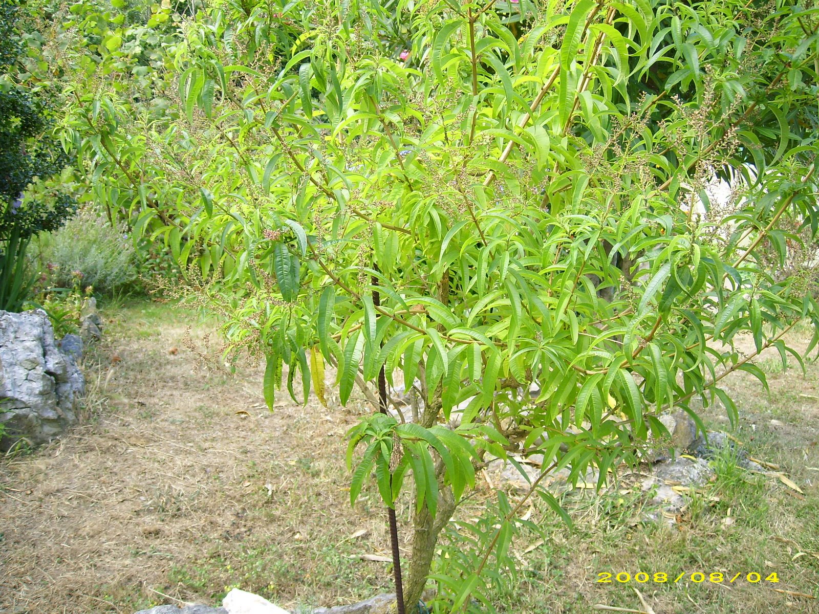 [DSCI0062.JPG]