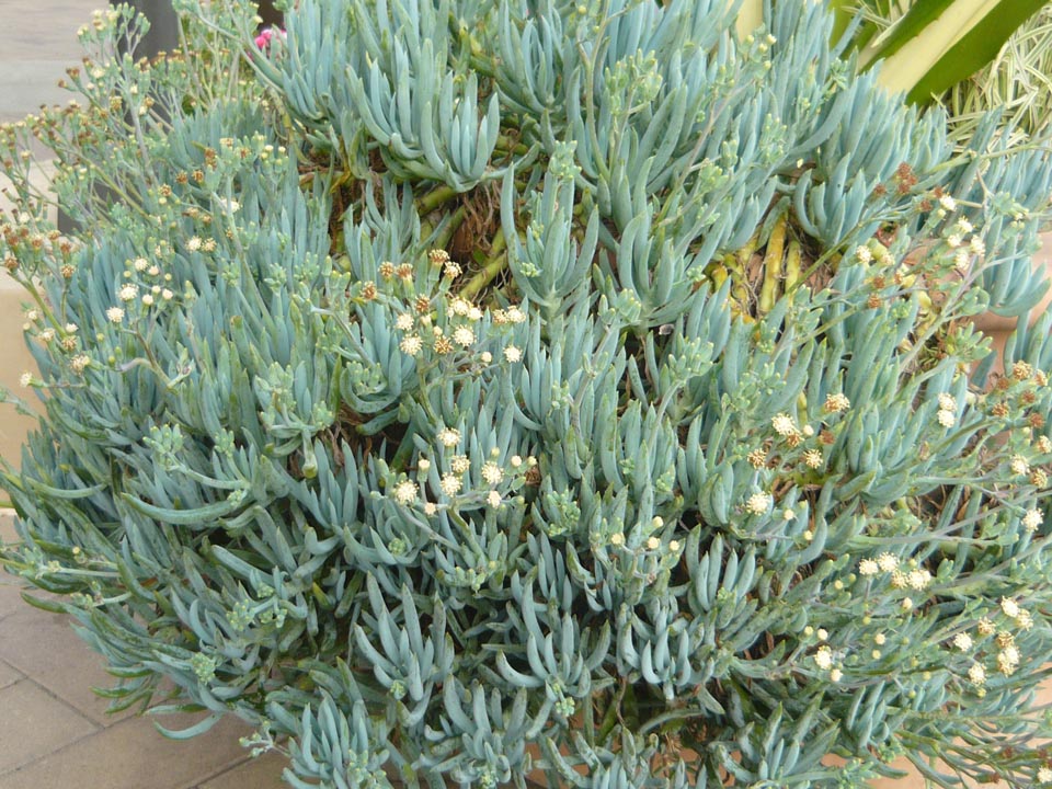 Holiday travel tips and experiences Los Angeles Plants