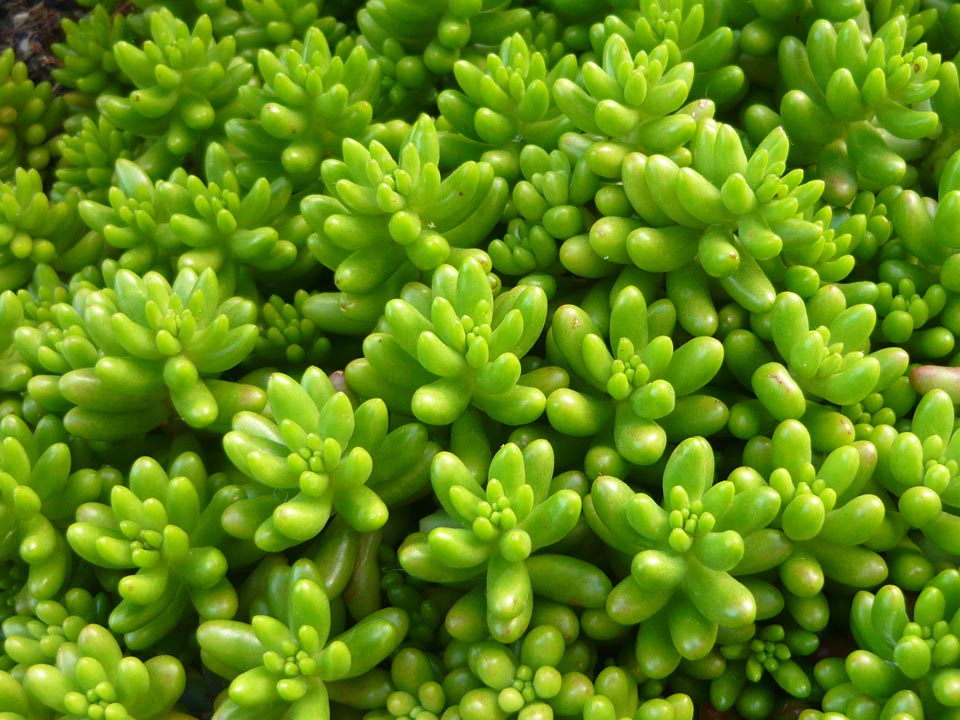 Holiday travel tips and experiences Los Angeles Plants