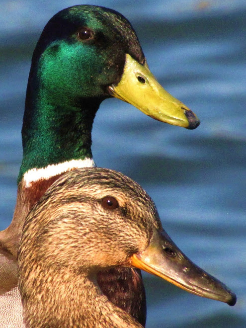 Charming Couple