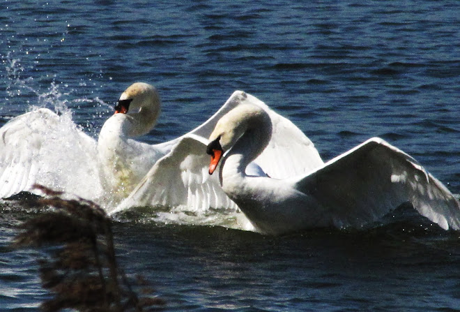 Territorial Battle