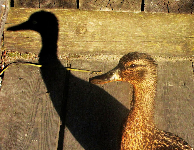 "Me and My Shadow"
