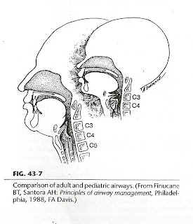 Anatomia e fisiologia da laringe