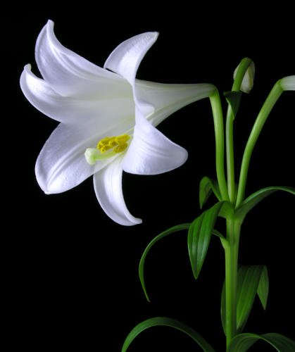 [Lilium_longiflorum.jpg]