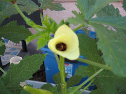 OKRA , look at its flower!