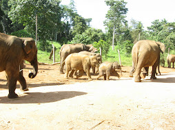 More Elephants...