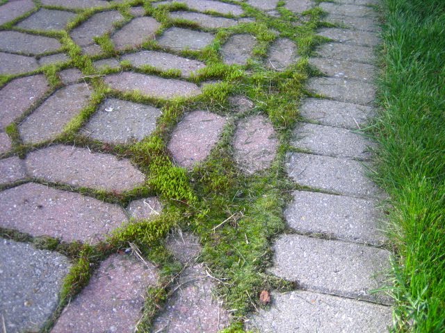 brick paver