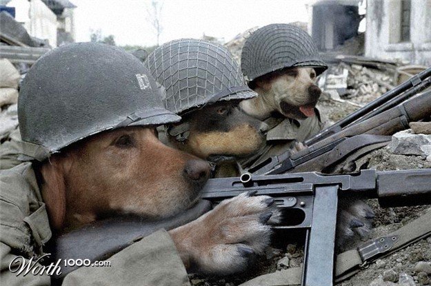 support our woofs