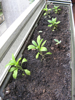 Garden Potting on ...