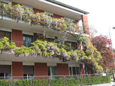 Wisteria would kill for this balcony,Home Garden