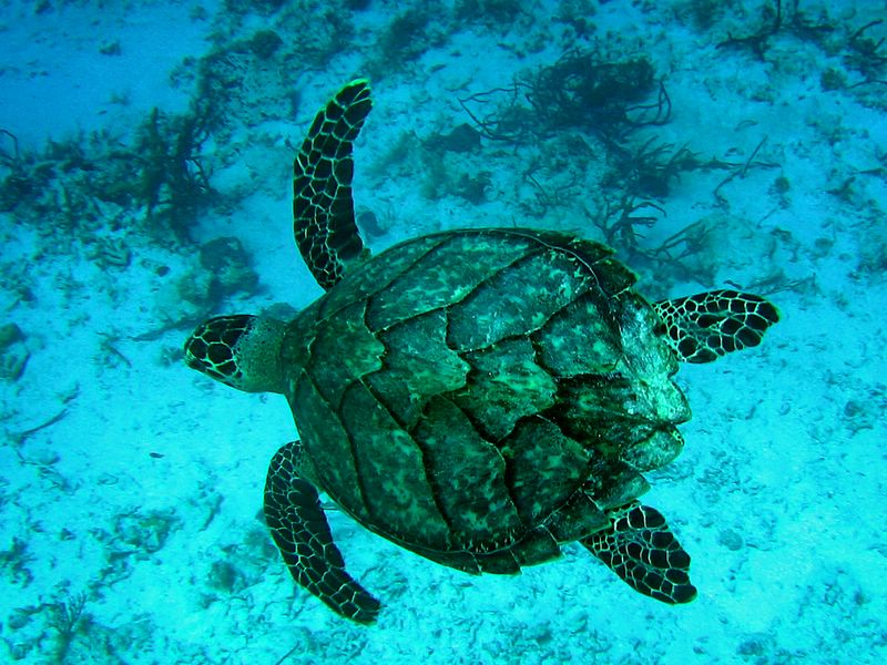 tortugas de mar. La Tortuga de mar de Jacques