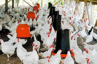 chicken farm, Santa Barbara, Honduras