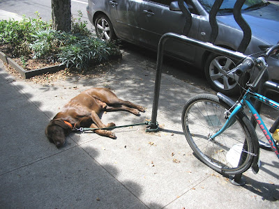 http://3.bp.blogspot.com/_7LfAArrgm_s/RorryRPZRRI/AAAAAAAAALA/9HvKn_fdhpU/s400/dead+dog+on+bike+rack.jpg