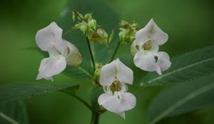 SEA CAMPION