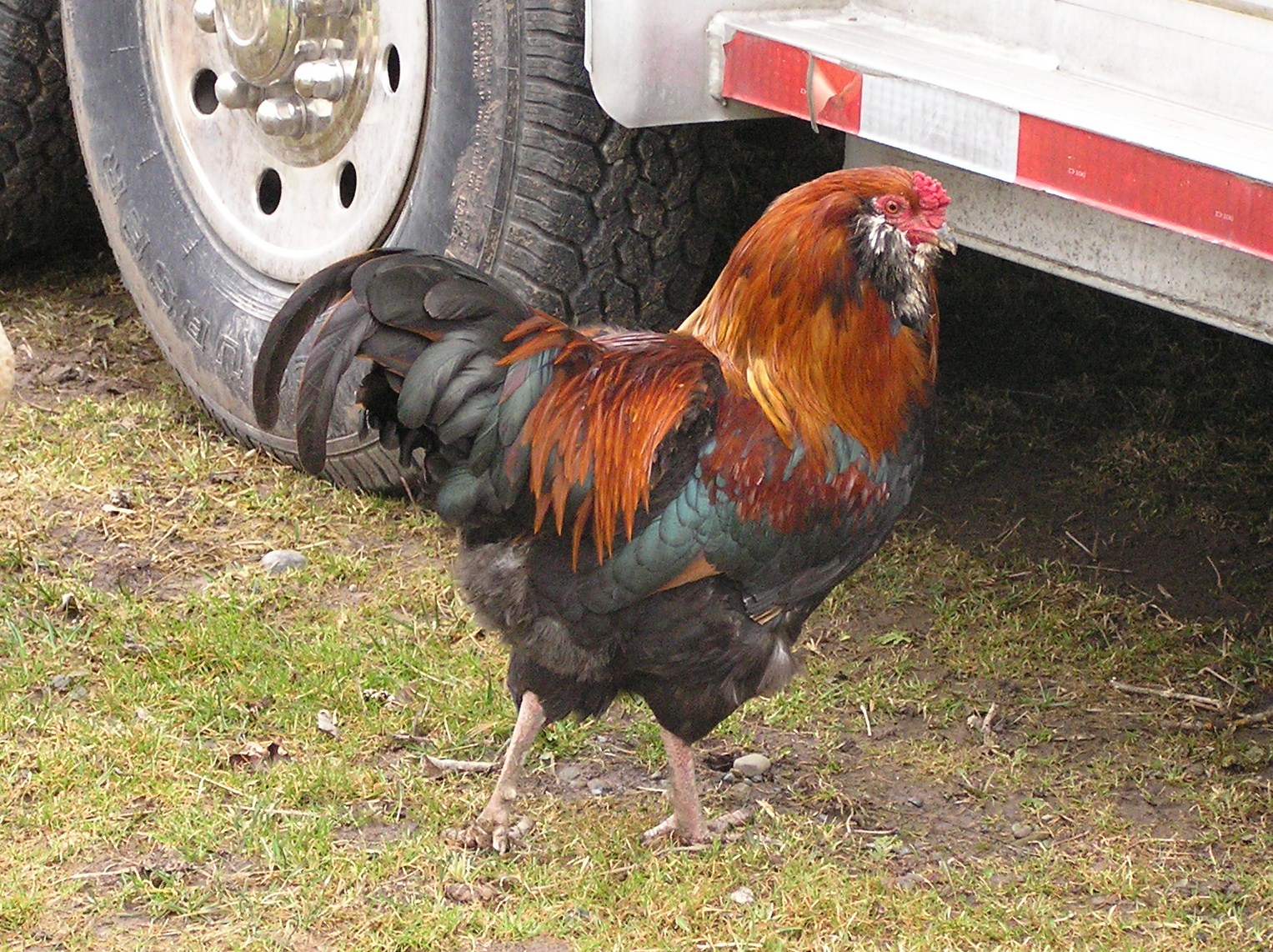 ameraucana rooster pictures