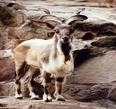 Markhor goat